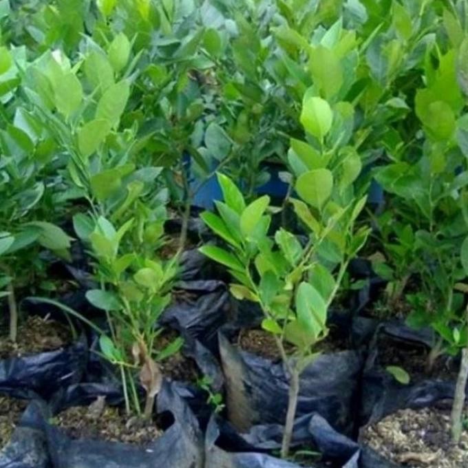 

Terlaris Bibit Tanaman Jeruk Nipis Berbuah