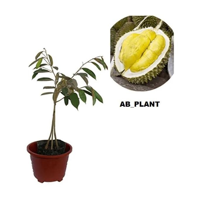 

Terlaris Bibit Durian Musangking Kaki 3 Super Cepat Berbuah Berkualitas
