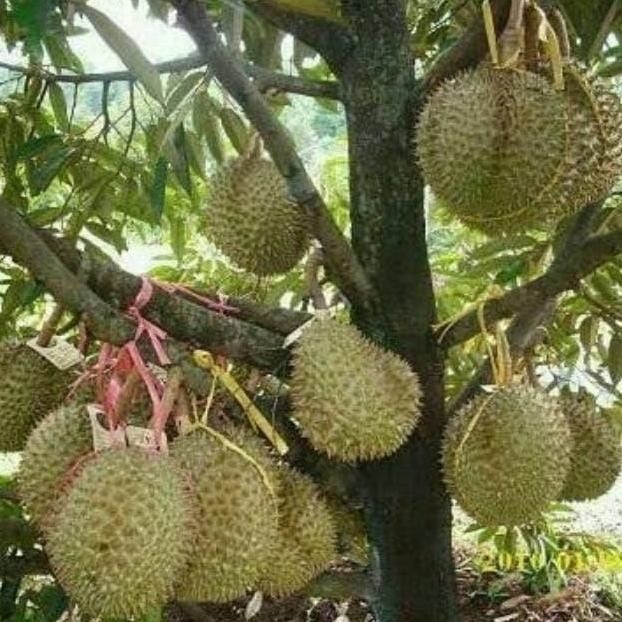 

Terlaris Bibit Durian Bawor