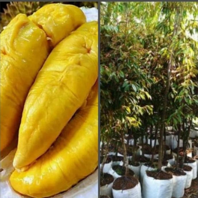 

Terlaris Bibit Pohon Durian Bawor