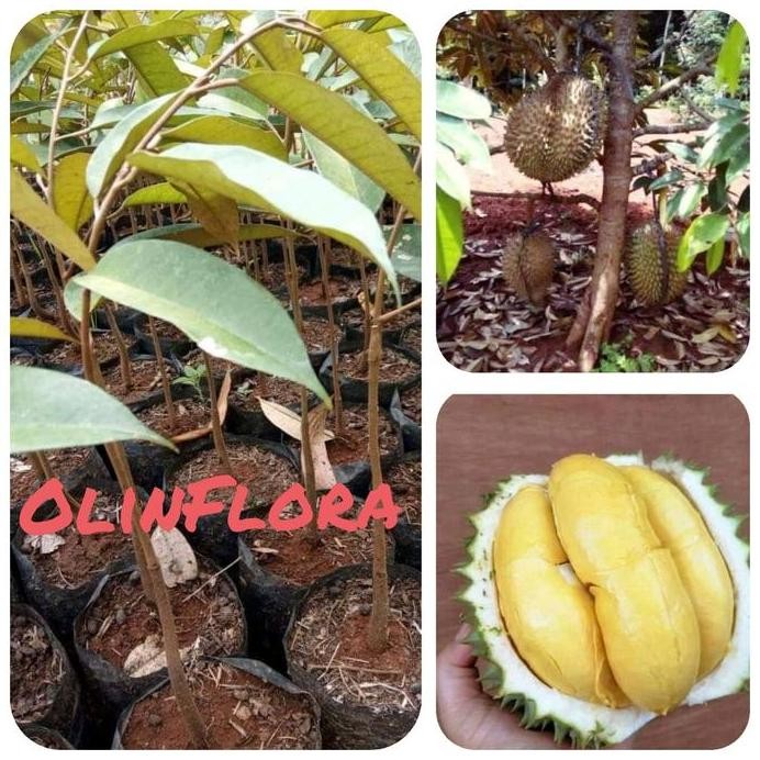

Terlaris Bibit Durian Bawor Super