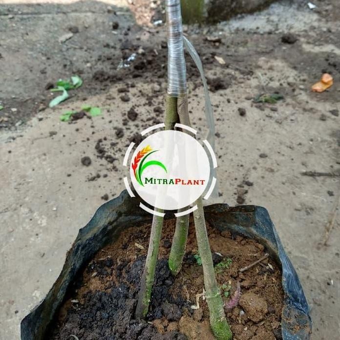 

Terlaris Bibit Pohon Durian Bawor Kaki Tiga(3) - Tanaman Buah Duren Bawor