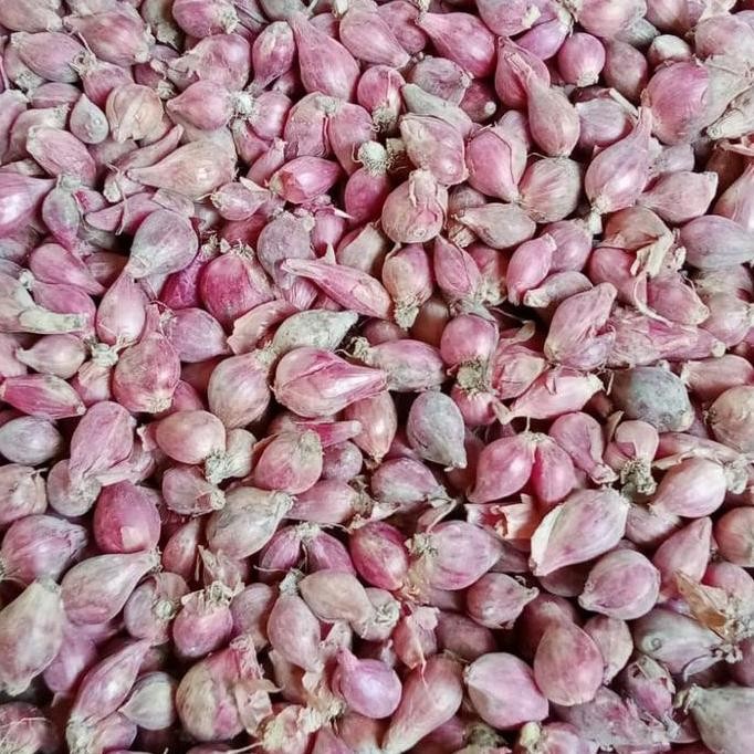 

Terlaris Bibit Bawang Merah Brebes Tanpa Daun (Rogolan) - Berat 1Kg, Umbi Siap Tanam