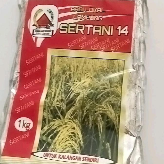 || BANANA / BENIH PADI LOKAL SERTANI 14 ||~~~