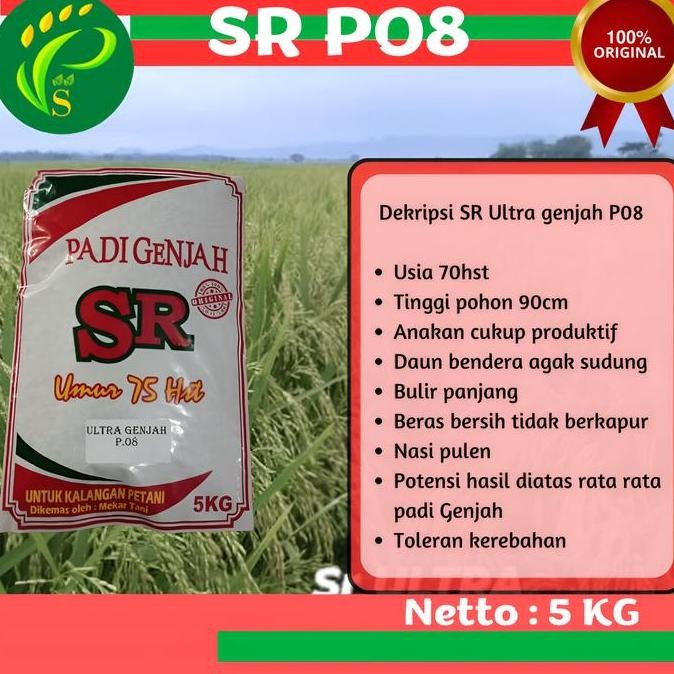 || BANANA / Benih Padi Unggul SR Ultra P08 5KG ||~~~