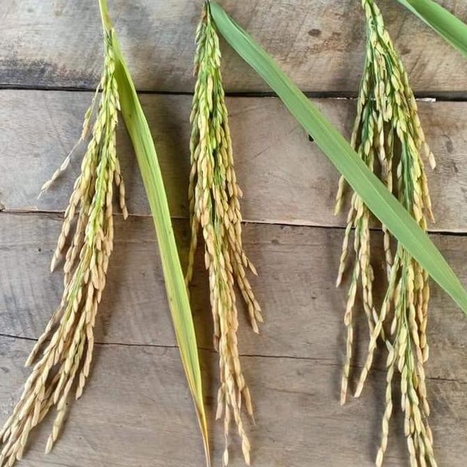 || BANANA / Benih padi SERTANI 13A 5KG ||~~~