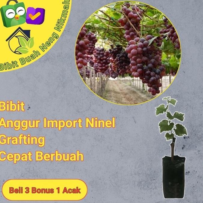 

Terlaris Bibit Tanaman Buah Anggur Import Ninel cepat berbuah The best FRESS