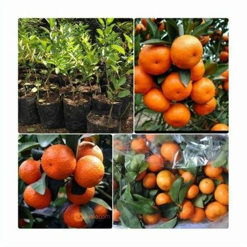 

bibit tanaman buah jeruk santang madu unggul FRESS