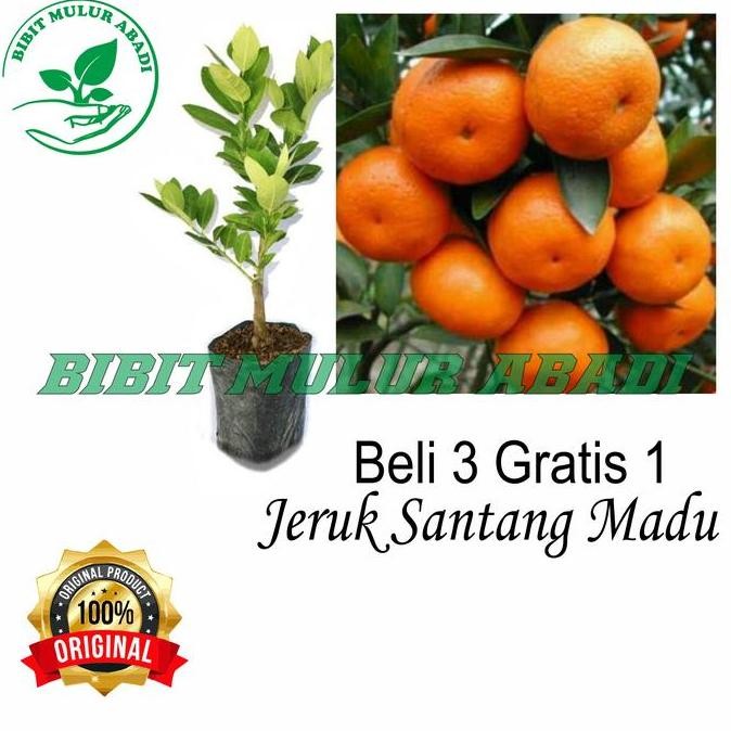 

TANAMAN BUAH JERUK SANTANG MADU/JERUK MANIS/BIBIT TANAMAN BUAH FRESS