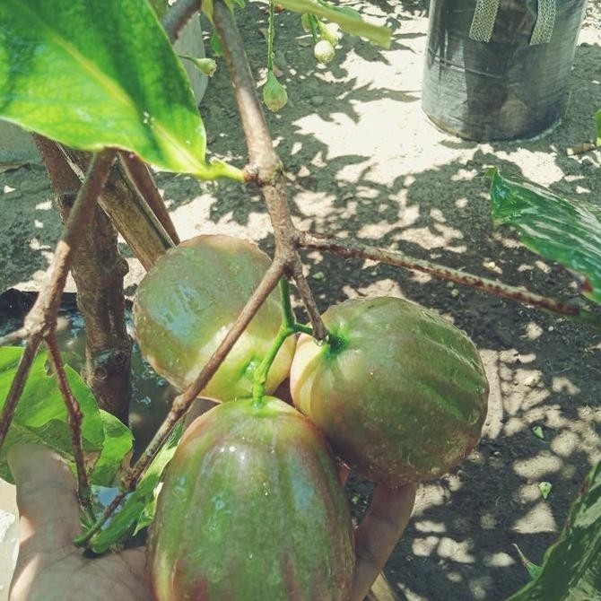 UNGGULAN bibit cangkok jambu air dalhari