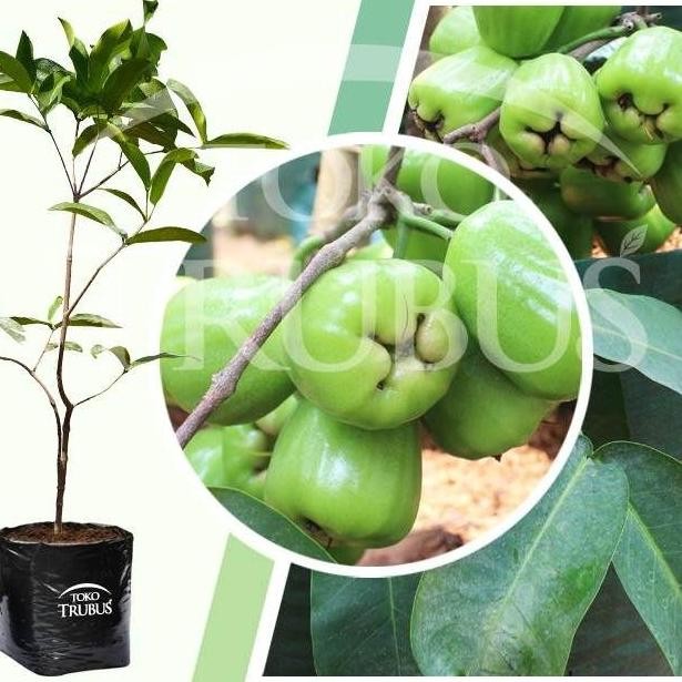 UNGGULAN Bibit Jambu Air Khiojok