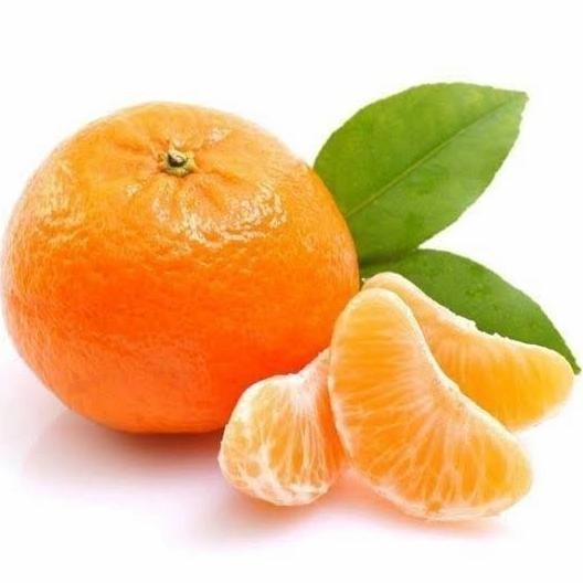 

Bibit Tanaman Buah Jeruk Mandarin Okulasi-Bibit Jeruk FRESS