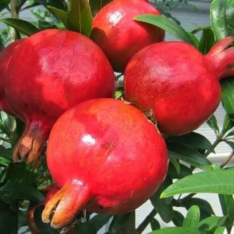 Tanaman Bibit Buah Delima Merah Manis Okulasi Cepat Berbuah G179enjah FRESS