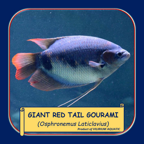 IKAN HIAS AIR TAWAR - GURAME SABAH / GIANT RED TAIL GOURAMI / OSPHRONEMUS LATICLAVIUS (SIZE 2Inch / 