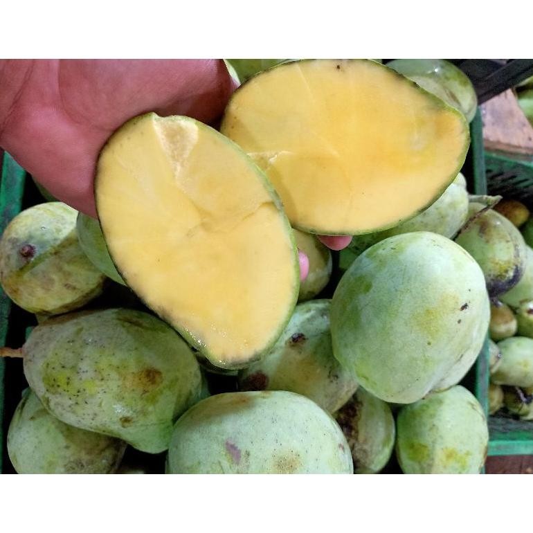 Bahan Terbaik Buah Mangga Indramayu 1 Kg Matang Mengkel Mentah Mangga Rujakan Petis Murah Harga Per 