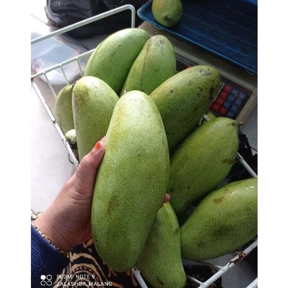 

Diskon 1Kg Pencit Fresh Kriuk Jual Buah Mangga Muda Malang Murah Gratis Ongkir
