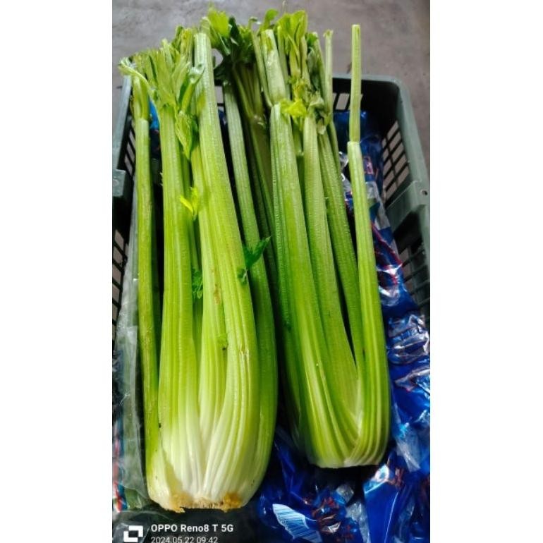 

Bisa Diandalkan Celery Stick Import - Celery Stick 1Kg - Seledri Batang - Fresh Per Kg