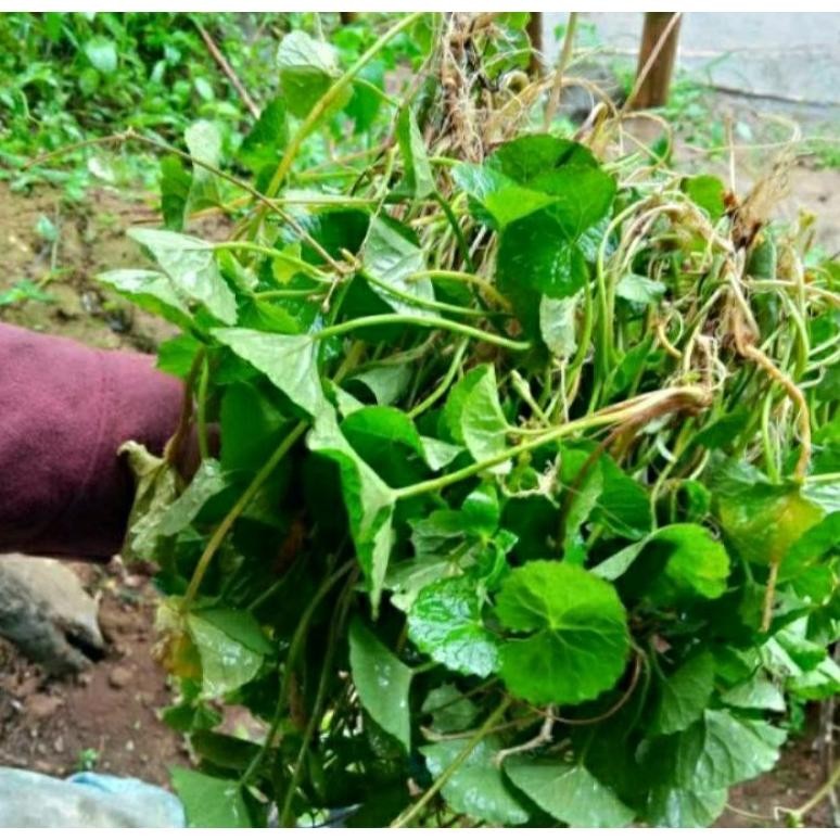 

Mampu Bersaing Daun Pegagan Segar (Antanan) Perikat 200 Gram