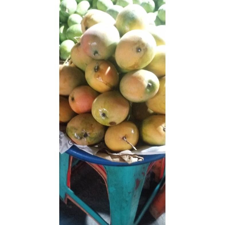 

Luar Biasa Mangga Gedong Fress Manis1Kg