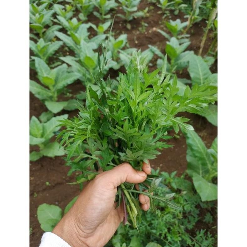 

Inovasi Daun Kenikir Segar Per Ikat/Daun Kenikir/Daun Lalapan