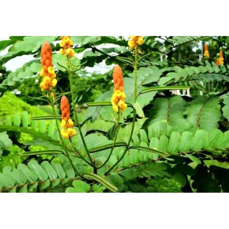 

Promo Bulan Ini Daun Ketepeng Cina Atau Kimanila Segar 100Gram Siap Petik Dari Pohon