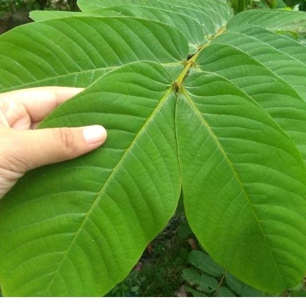 

Berkualitas Tinggi Daun Ketepeng Cina Atau Kimanila Segar 100Gram Siap Petik Dari Pohon