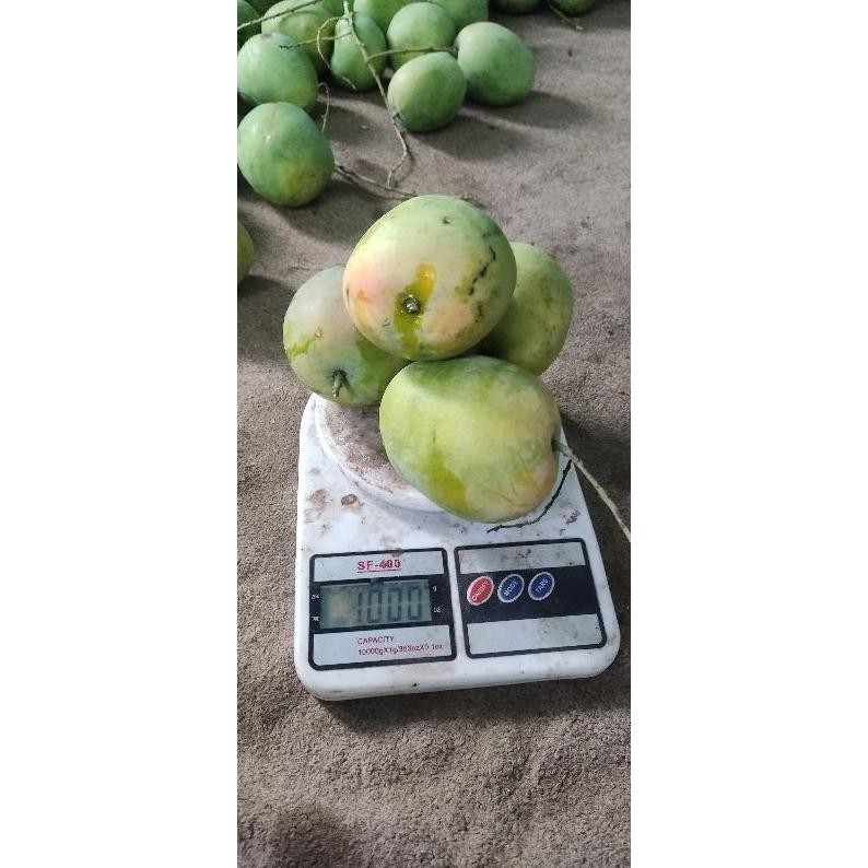 

Premium Terbaik Mangga Gedong Gincu Segar 1Kg Manis Alami