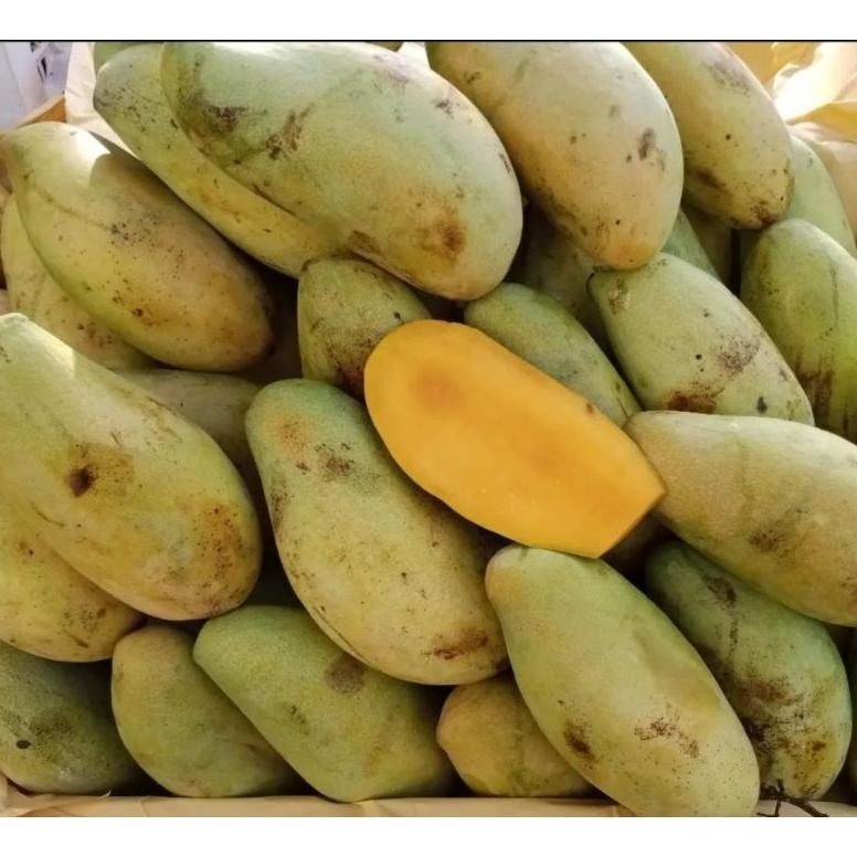 

Luar Biasa Mangga Golek Super Manis 1 Kg