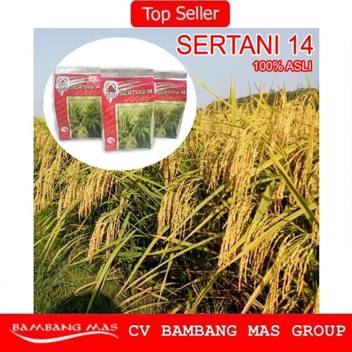 Benih Padi Unggul Bibit Sertani 14 Promo