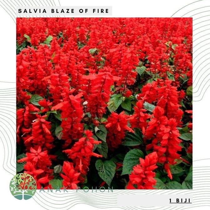 Benih Bibit Biji - Salvia Blaze of Fire Red Scarlet Sage Flower Seeds murah
