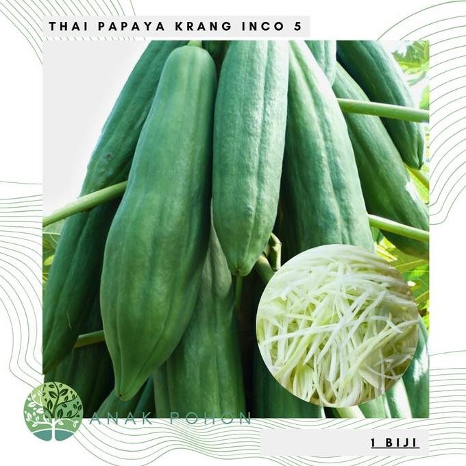 Benih Bibit Biji - Buah Pepaya Thai Papaya Krang Inco 5 Seeds - Pepaya Thailand Untuk Membuat Somtam