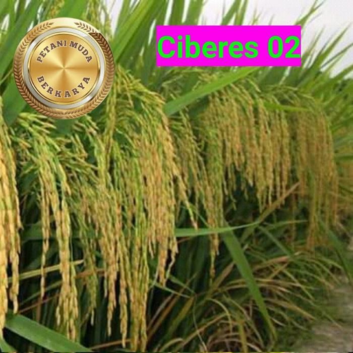 Benih Padi Ciberes 02 Anti tikus bibit padi tahan serangan tikus CBR 2 Murah