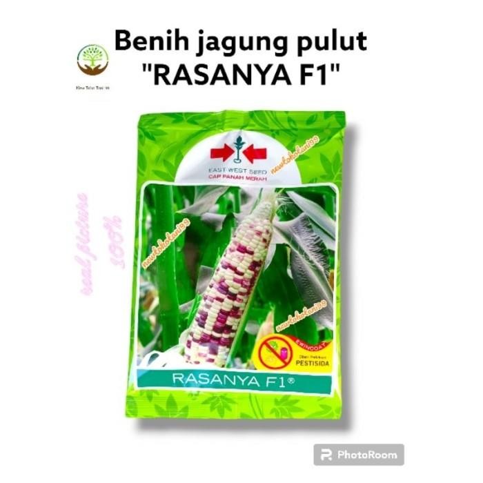 Benih jagung RASANYA F1 1800 butir putih merah pulut manis panah merah Murah