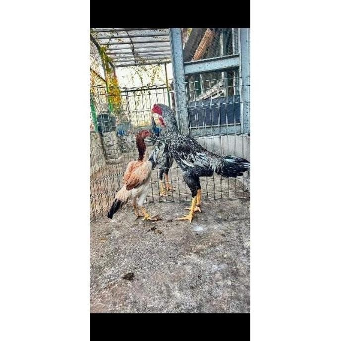 

TELUR VERTIL AYAM SHAMO EA PILIHAN TERBAIK
