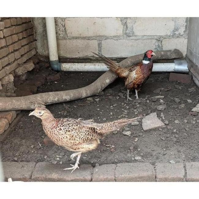 

TELUR TETAS FRESH VERTIL RINGNECK PHEASANT