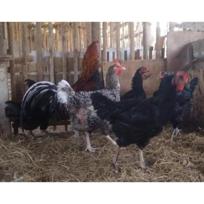 

TELUR TETAS VERTIL AYAM GORILA F1 JUMBO KAMPUNG GEDAGING