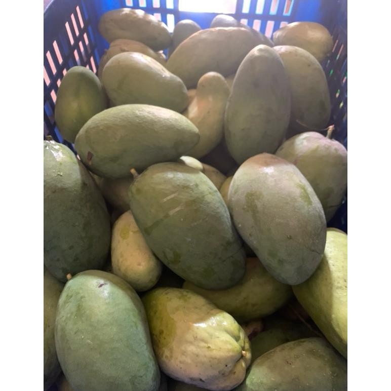

Elegan Mangga Muda Fresh Langsung Petik Pohon Pengiriman Tercepat