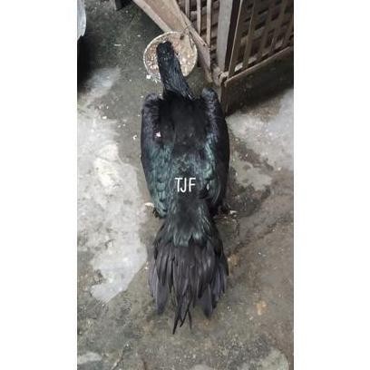 

ASLIII TELUR VERTIL AYAM BANGKOK EKOR LIDI .