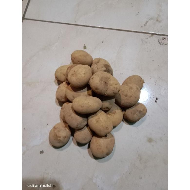 

Penuh Inovasi Kentang Kecil 1Kg/Kentang Siomay