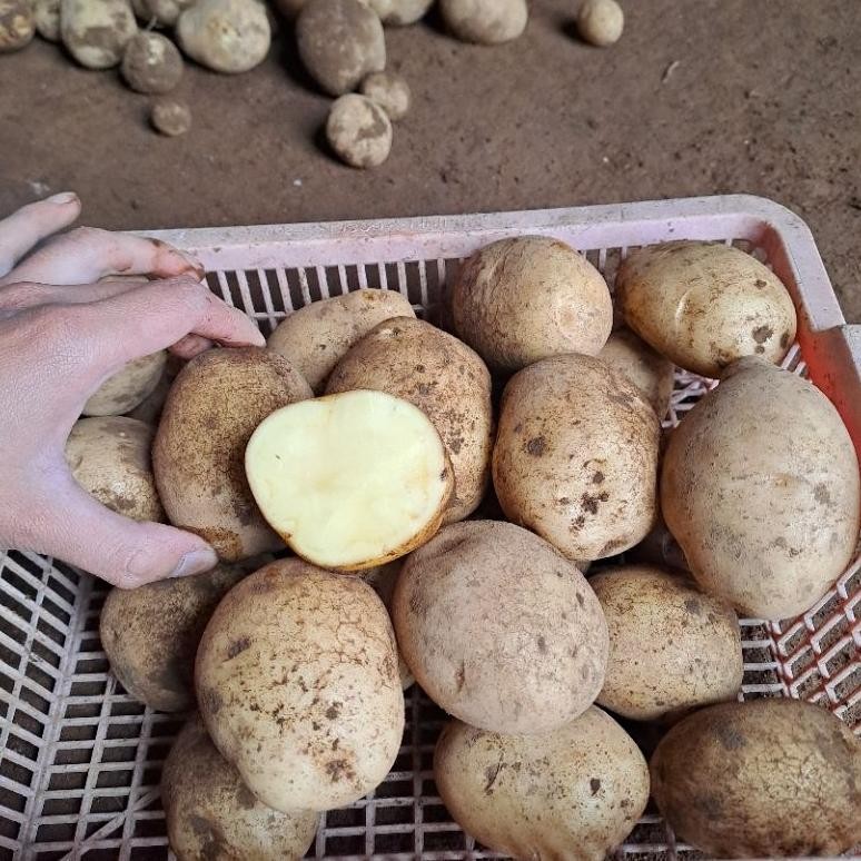 

Inovasi Kentang Dieng Sedang 1 Kg Isi 8-15