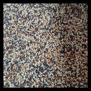 PAKAN KENARI MIX PREMIUM KHUSUS KENARI FINCH BLACKTHROAT YORKSHIRE REDSISKIN 1KG