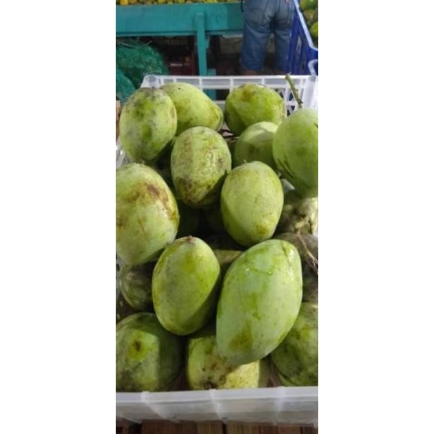 

Mudah Perawatan Promoooo Kembali Buah Mangga Cengkir 1Kg|Untuk Rujak|Mangga Muda|Nuri Fruits|Buah Segar Bandung