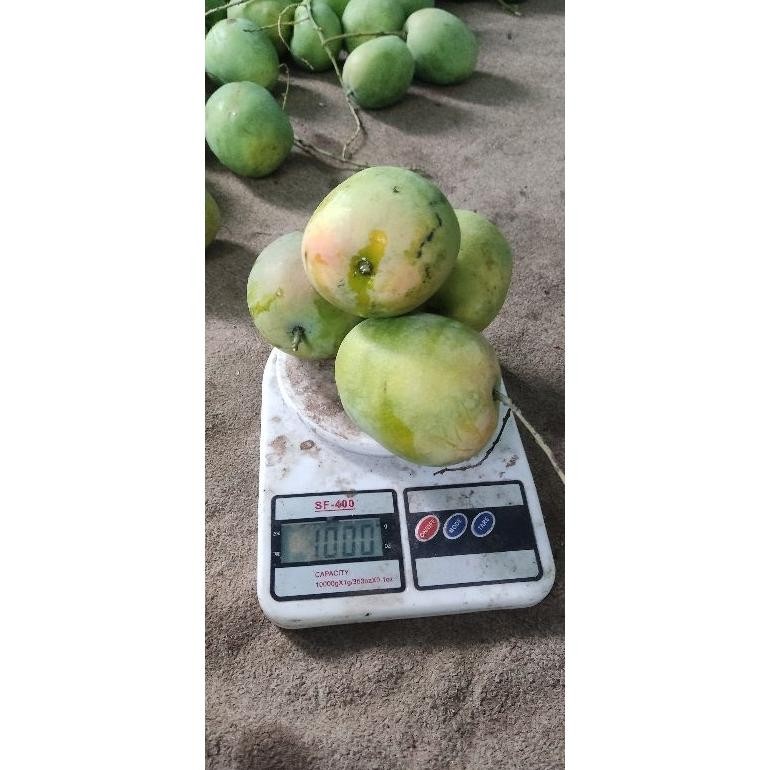 

Mampu Bersaing Mangga Gedong Gincu Segar 1Kg Manis Alami