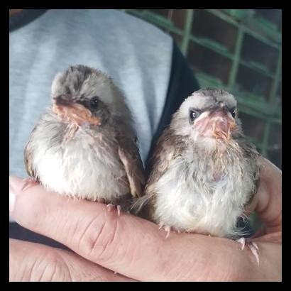 BURUNG TRUCUK JATIM BODY BIG LOLOHAN MANDIRI