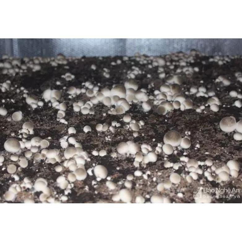 Tangguh Big Sale Bibit Jamur Merang Putih Isi 25 Long