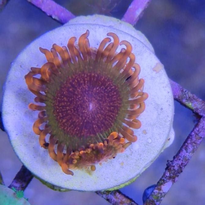 

Premium Zoa Speckled Krakatoa Zoanthid Kualitas Original