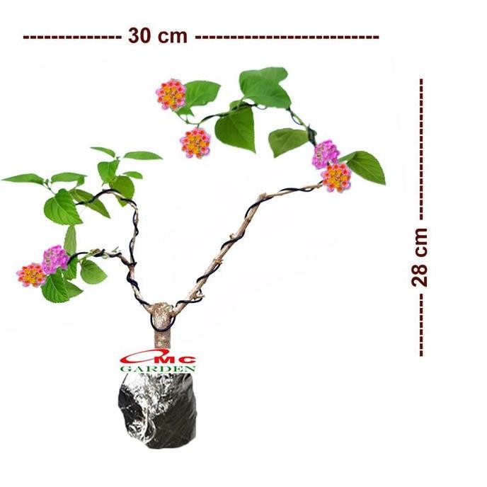Bonsai Bonsae Lantana Camara Tembelekan Orange Pink Tanaman Hias 002 Produk Lengkap