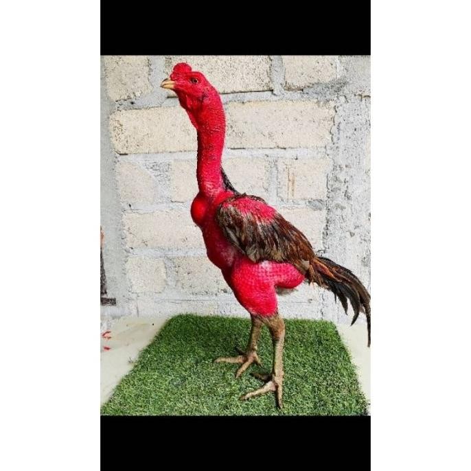 

TELUR TETAS VERTIL AYAM GANOI VIETNAM PILILHAN SUPER