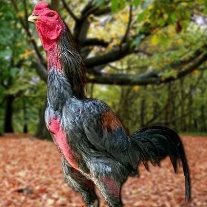 

TELUR AYAM PAKHOY REDBULL VERTIL SIAP DI TETASKAN JAMINAN SUPER JUMBO BERGARANSI