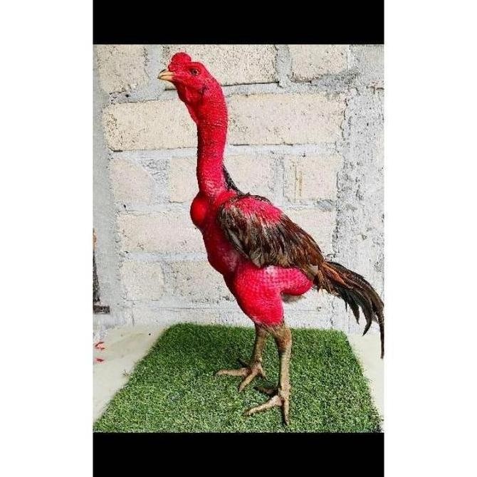 

TELUR TETAS VERTIL AYAM GANOI VIETNAM PILILHAN SUPER